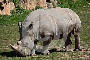 Southern white rhinoceros (Ceratotherium simum simum).