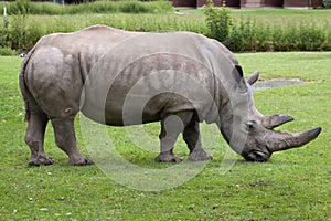 Southern white rhinoceros (Ceratotherium simum simum).