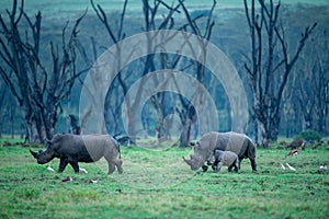 Southern white rhinos male, female and a calf walking