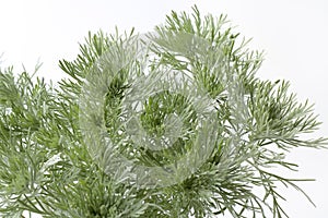Southern wormwood Artemisia photo