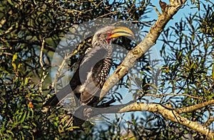 Southern yellow billed horn bill bird