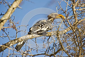 Southern Yellow-billed Hornbill