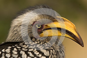 Southern Yellow-billed Hornbill