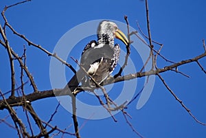 The Southern Yellow-billed Hornbill