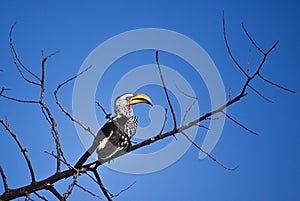 The Southern Yellow-billed Hornbill