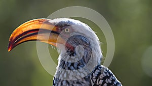 Southern yellow-billed hornbill