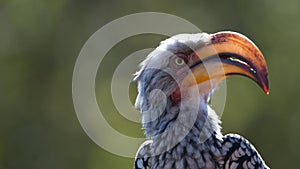 Southern yellow-billed hornbill