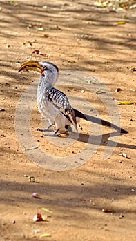 Southern yellow-billed hornbill