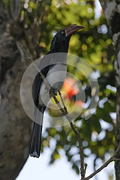 Southern yellow billed hornbill