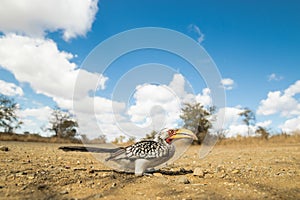 A Southern Yellow-billed Hornbill