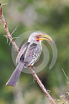 Southern Yellow-billed Hornbill