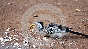 Southern yellow-billed hornbill