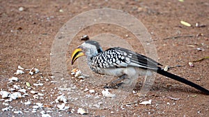 Southern yellow-billed hornbill