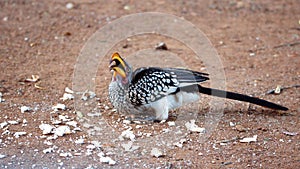 Southern yellow-billed hornbill