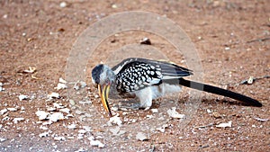 Southern yellow-billed hornbill