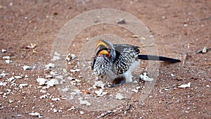 Southern yellow-billed hornbill