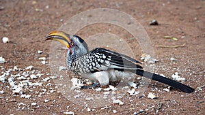 Southern yellow-billed hornbill