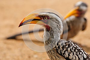 Southern Yellow-Billed Hornbill