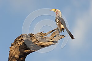 Southern yellow-billed hornbill