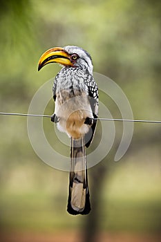 The Southern Yellow-billed Hornbill