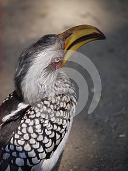 Southern yellow-billed hornbill