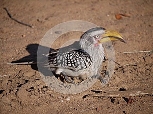 Southern yellow-billed hornbill