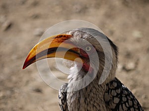 Southern yellow-billed hornbill