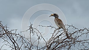 Southern yellow-billed hornbill in Acacia tree, Namibia