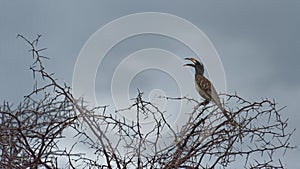 Southern yellow-billed hornbill in Acacia tree, Namibia