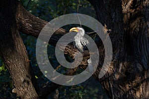 Southern Yellow billed Hornbill in Bateleur Bushveld Camp, Kruger Park
