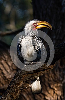 Southern Yellow billed Hornbill in Bateleur Bushveld Camp, Kruger Park