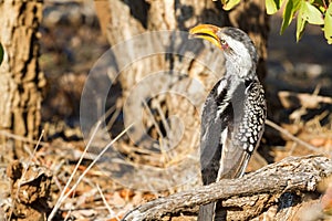 Southern Yellow-billed Hornbill from Behind