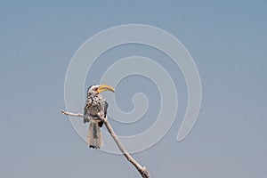 Southern Yellow-Billed Hornbill Bird, Etosha NP, Namibia