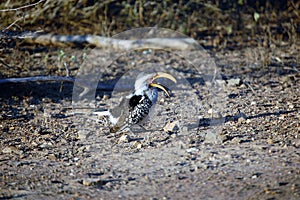 A southern yellow billed hornbill bird foraging on the floor