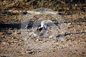 A southern yellow billed hornbill bird foraging on the floor