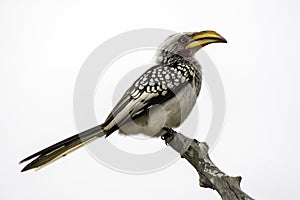 Southern Yellow-Billed Hornbill - Birds of The Great Lumpopo Transfrontier Park