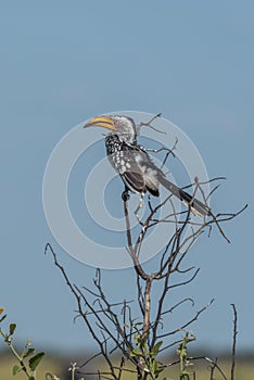 Southern yellow-billed hornbill on branch of tree