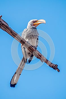 Southern Yellow Billed Hornbill