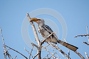 Southern Yellow-billed Hornbill in Etosha national Park, Namibia