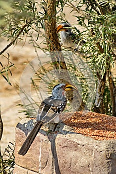 Southern yellow-billed hornbill at a feeder