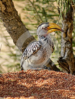Southern yellow-billed hornbill at a feeder
