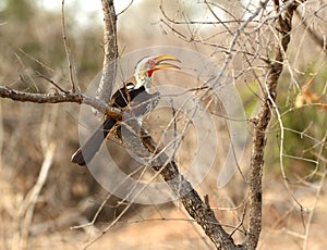 Southern Yellow Billed Hornbill