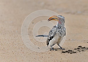 Southern Yellow billed hornbill on the ground
