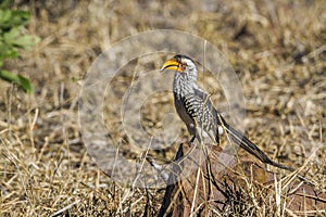 Southern yellow-billed hornbill in Kruger National park, South A