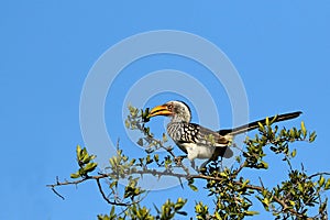 Southern Yellow-billed hornbill, Kruger National Park, South Africa.