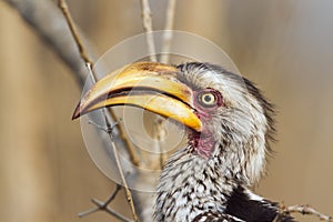 Southern yellow-billed hornbill in Kruger National park