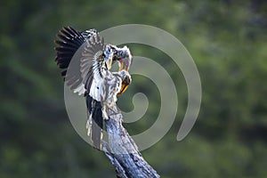 Southern yellow billed hornbill in Mapungubwe National park, Sou
