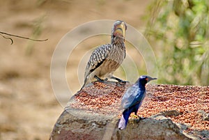 Southern yellow-billed hornbill and Meves`s glossy-starling at a feeder