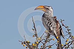 Southern yellow-billed hornbill, Namibia photo