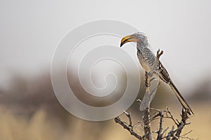 Southern Yellow-Billed Hornbill on Perch
